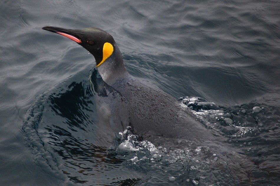 King penguin swims on the water
