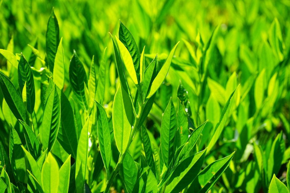 green leaves of laurus