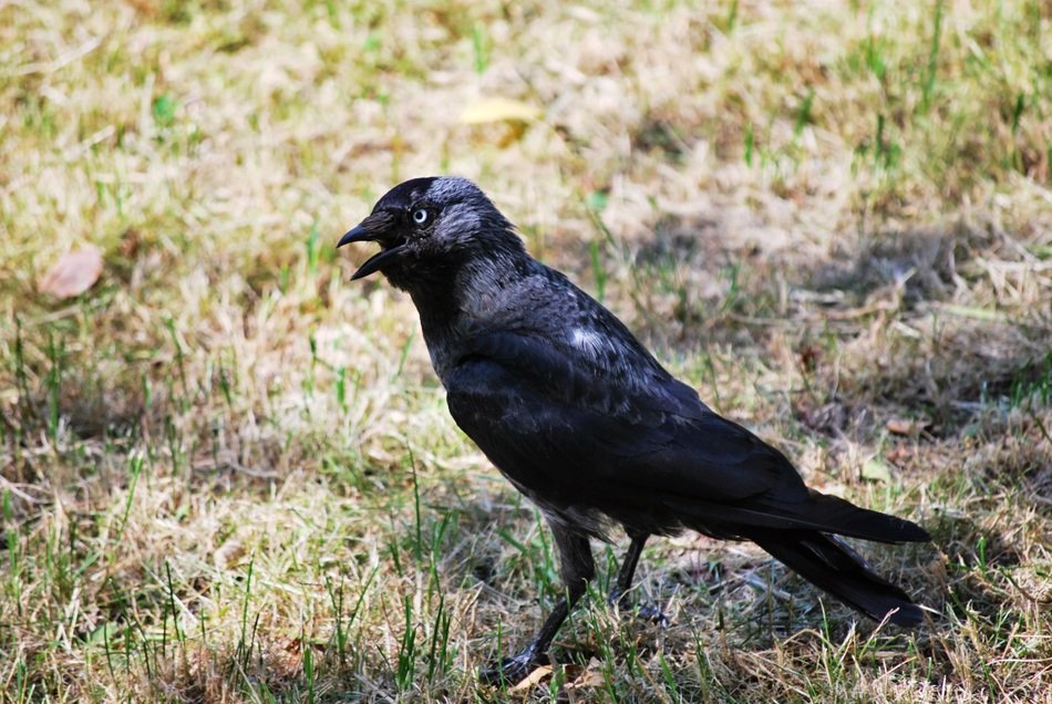 black crow on the ground