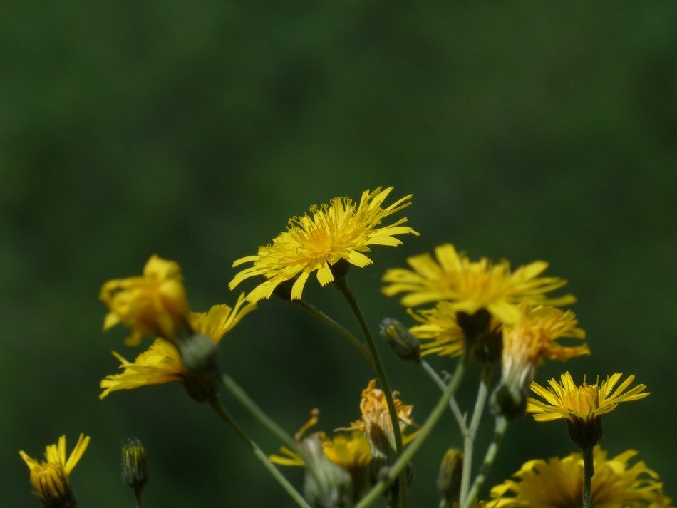 picture of the yellow meadows dubius on a blurred background