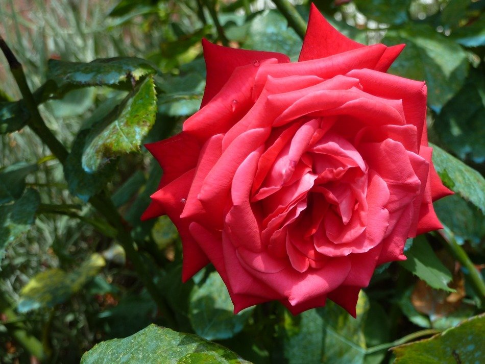 very beautiful pink rose