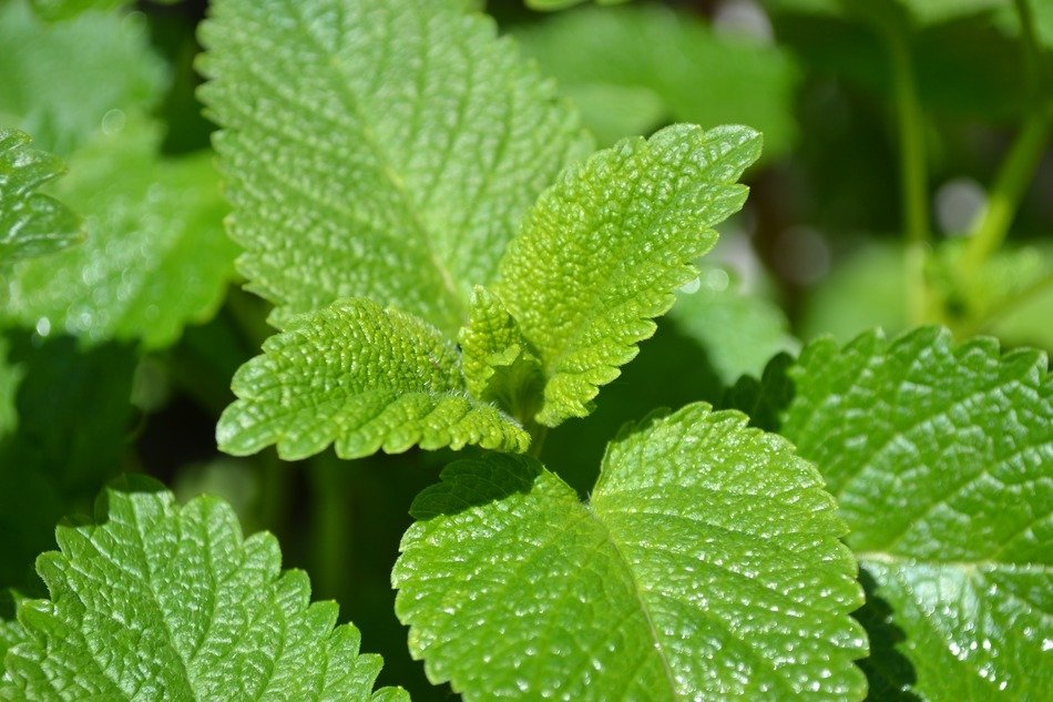 splendiferous lemon herb leaves