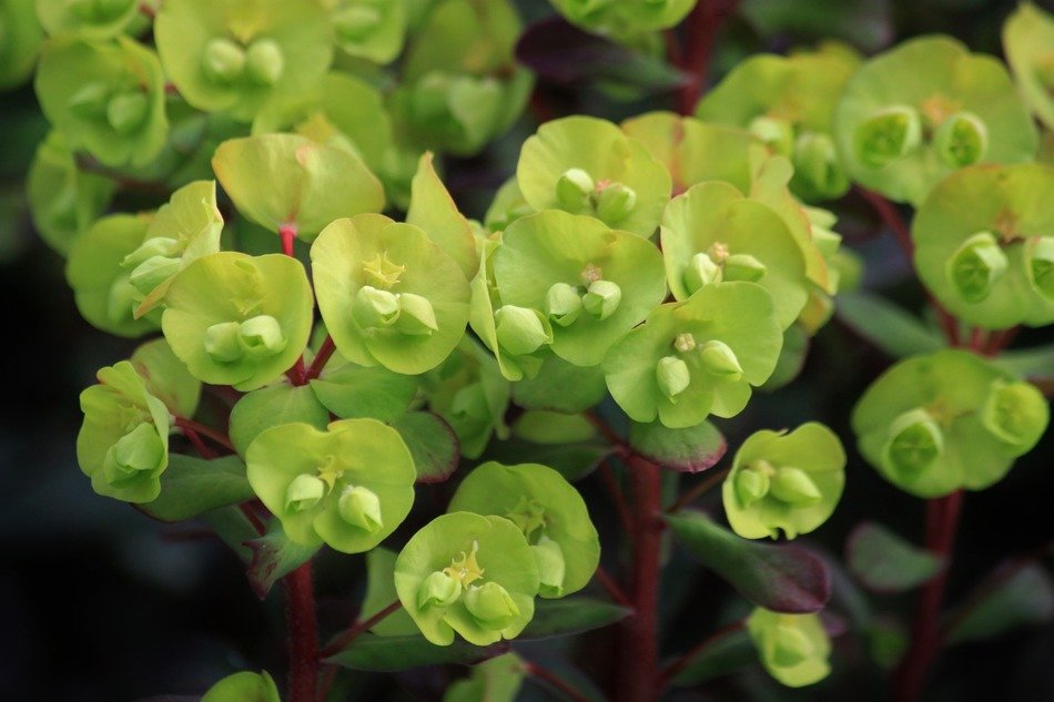 blooming spurge in the garden