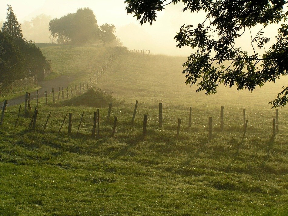 Morning fog over a green meadow in France