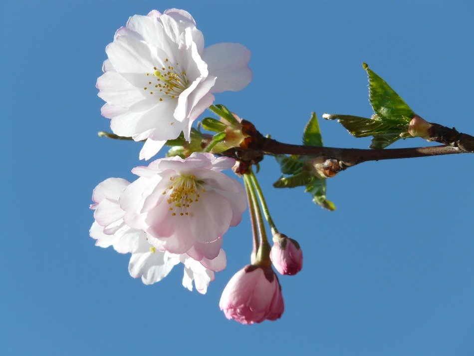 ornamental cherry bud