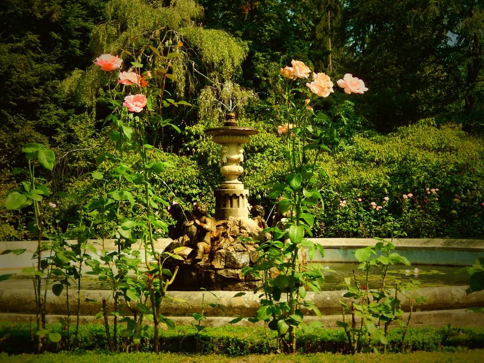 Colorful roses near the beautiful fountain among the plants