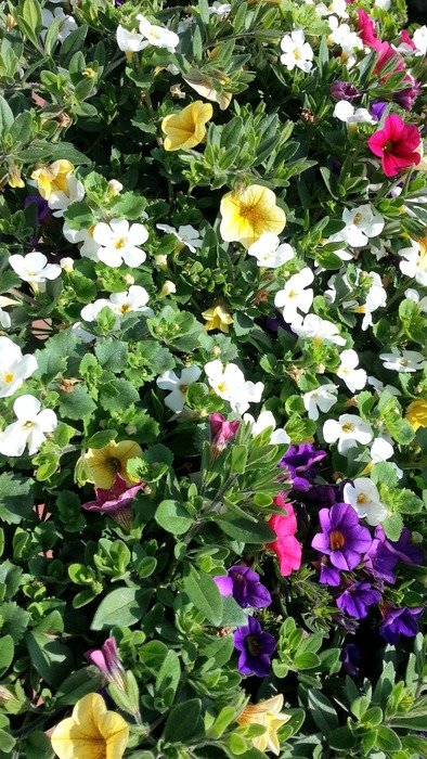 a sea of flowers on a flower bed