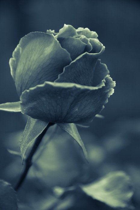 black and white macro picture of rose