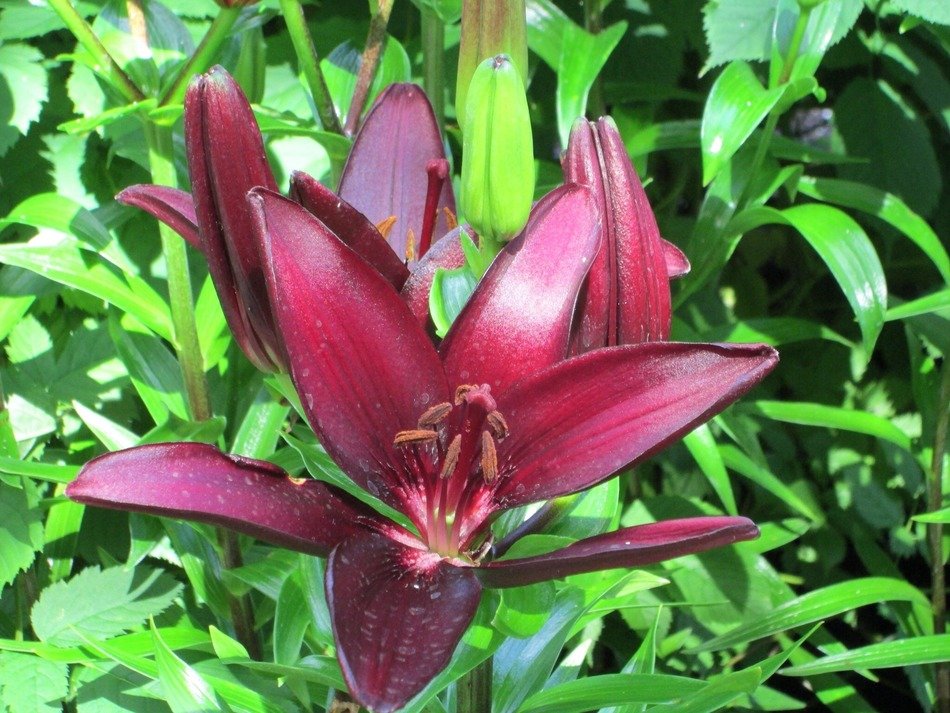 burgundy lily in a botanical garden