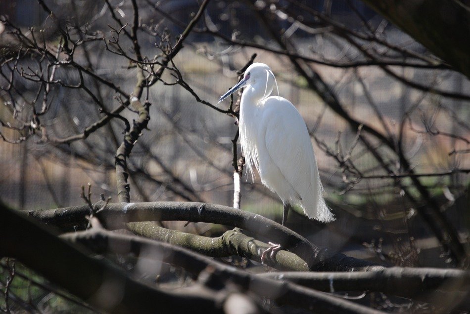 Egret on the tree