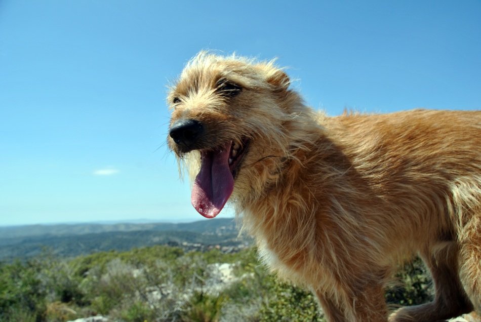 red puppy on green mountain