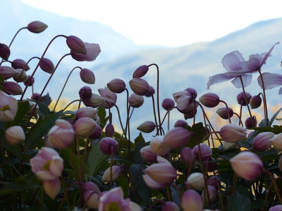 landscape of fall anemone flowers