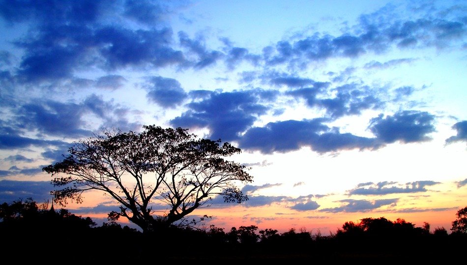 isolated tree at the sunset