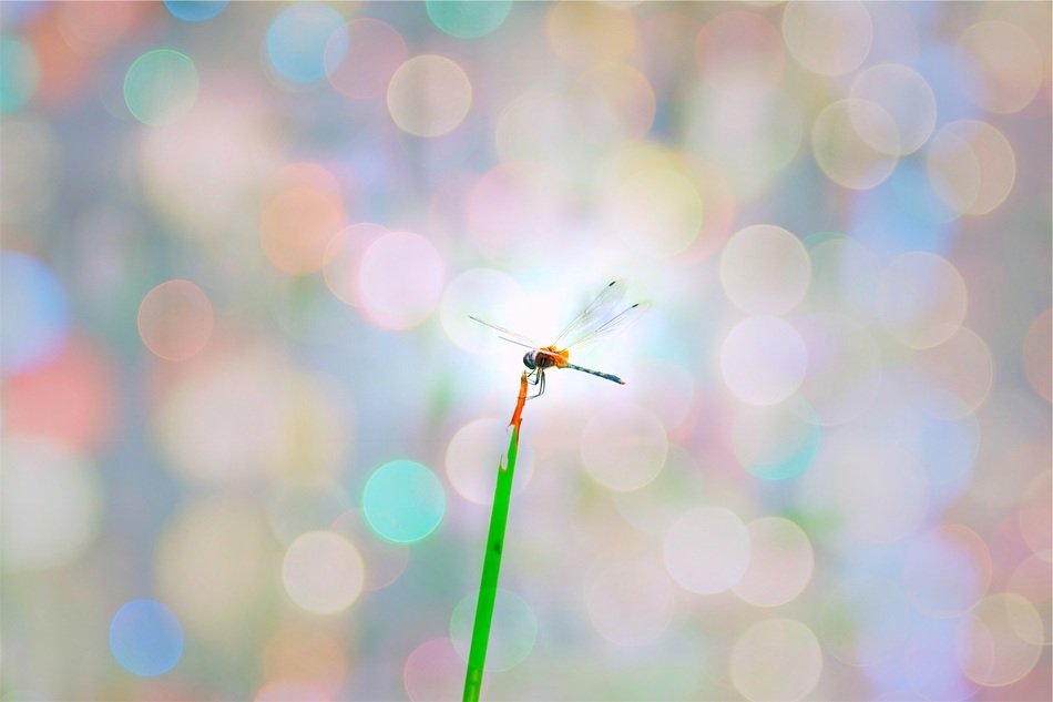 insect on plant on the background of color highlights