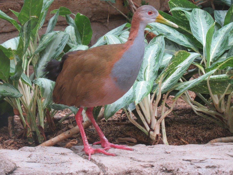 Bird near the plants