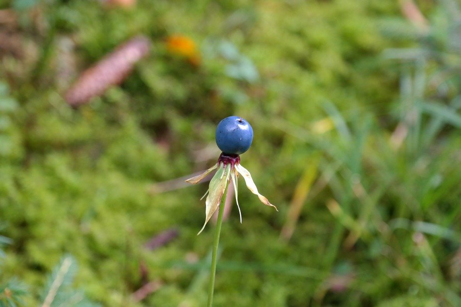 paris quadrifolia