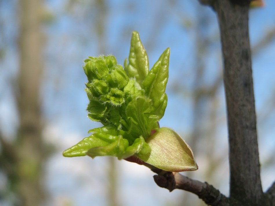 acer campestre close-up on blurred background
