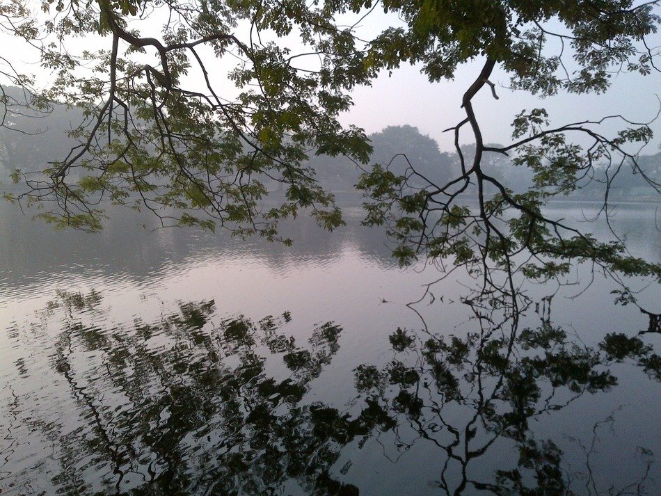 Reflection of the trees in the lake