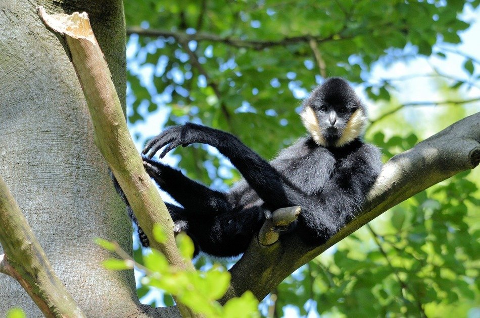 black and white gibon on a branch in the wild