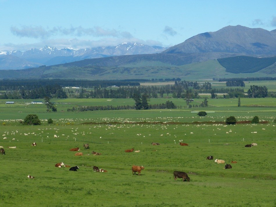 cattle on pasture in New Zealand
