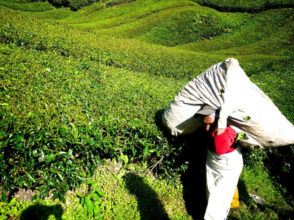 tea farm in Malaysia