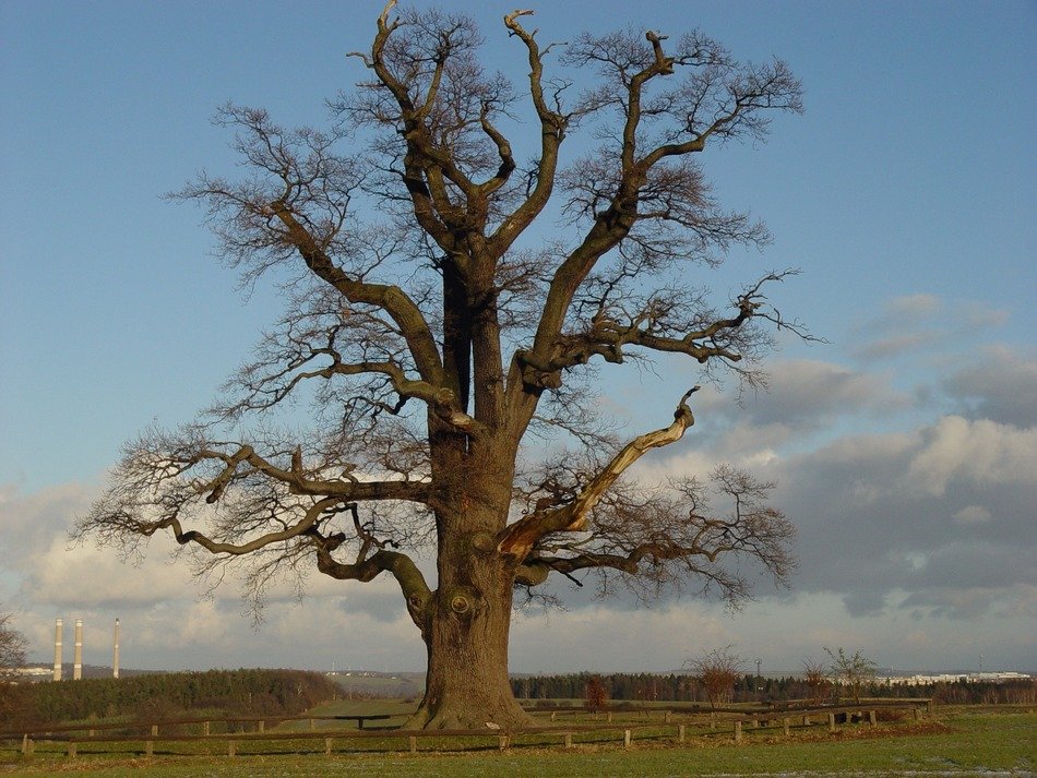 old tree on the lawn in Gera