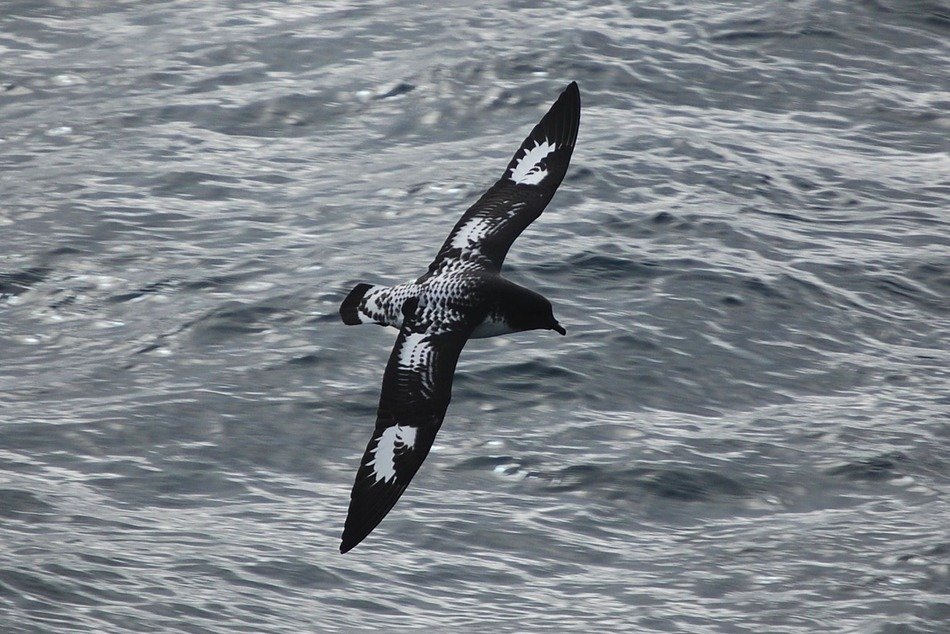 petrel flying over the ocean, black and white