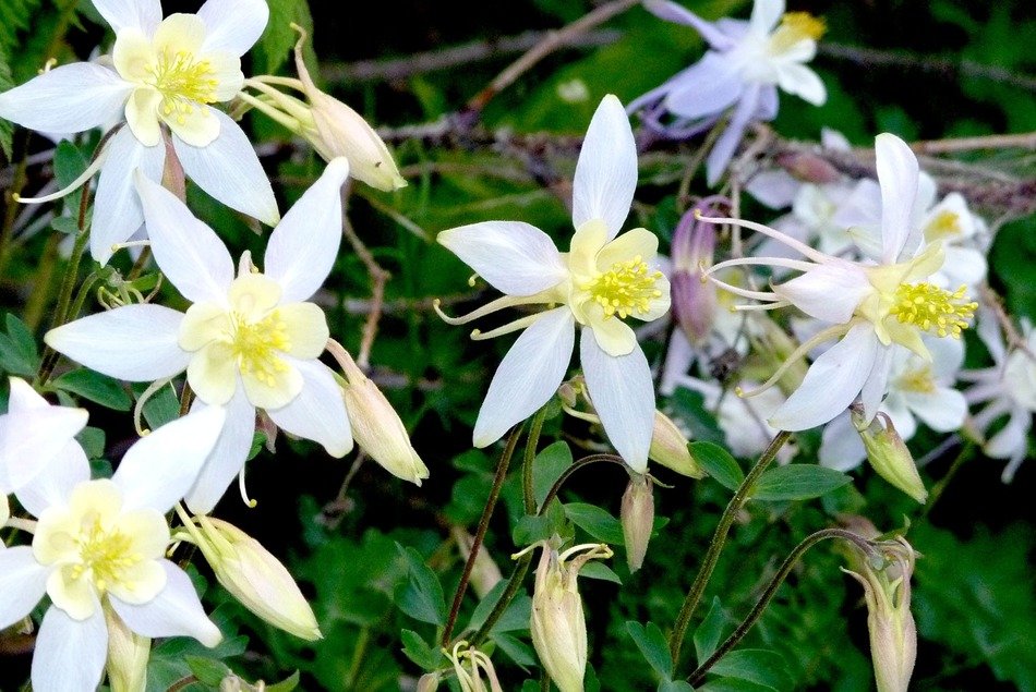 white columbine blossoms in garden