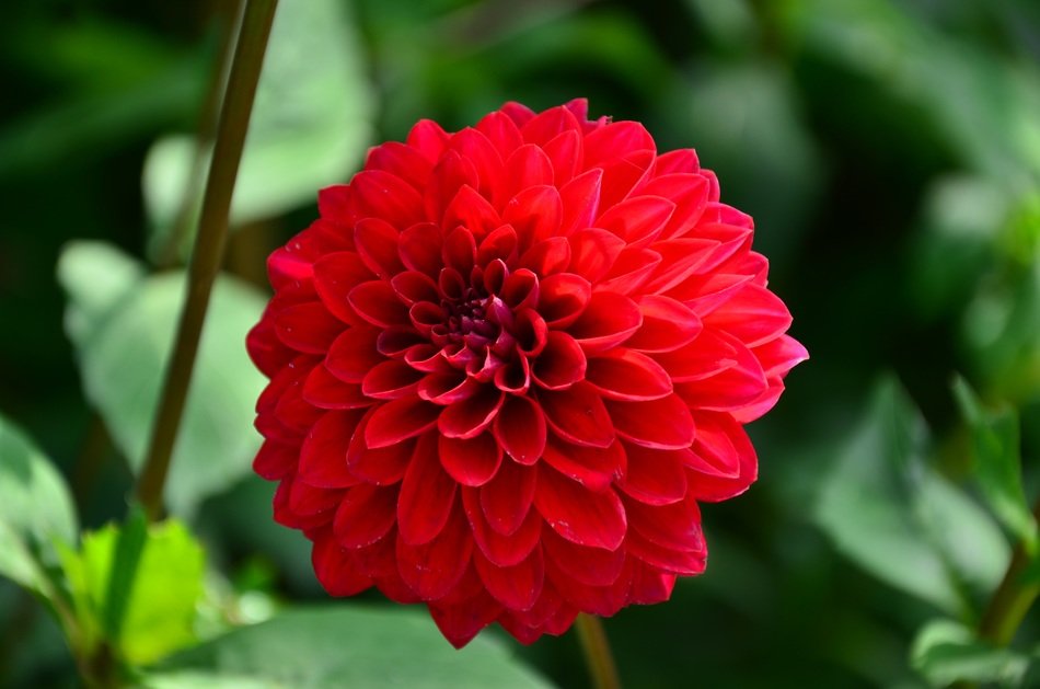 red colorful flower dahlia