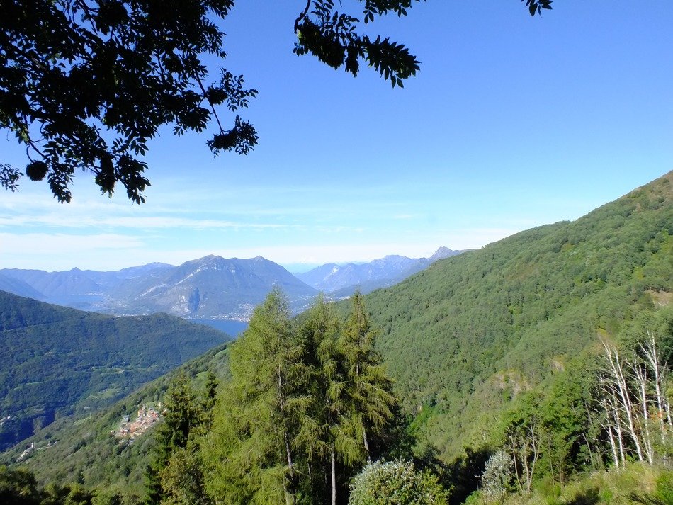 Forest on the mountains