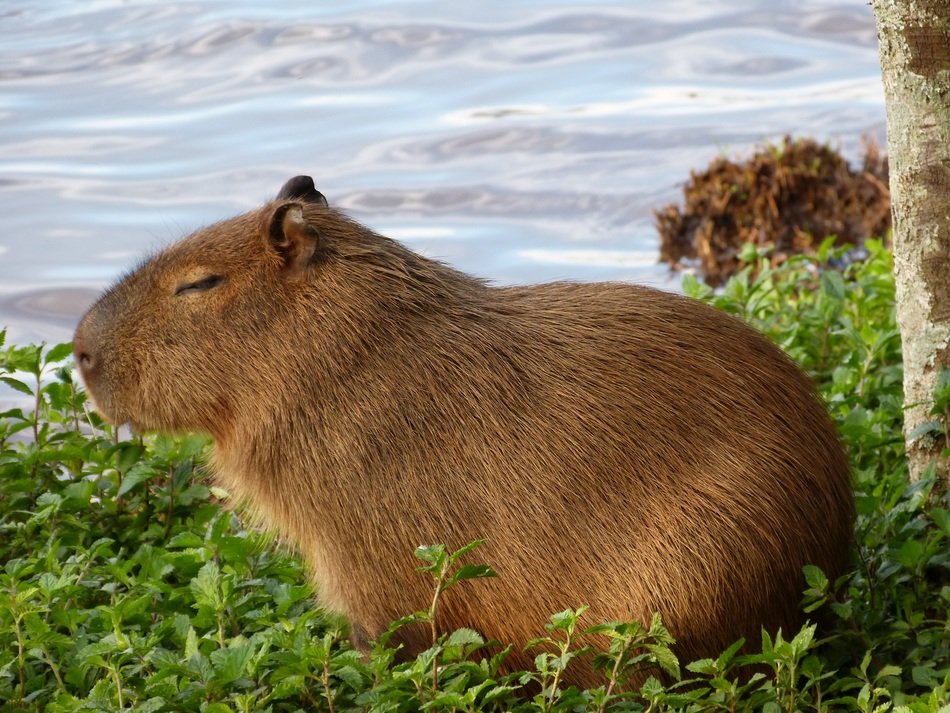picture of the capybara in the wildlife