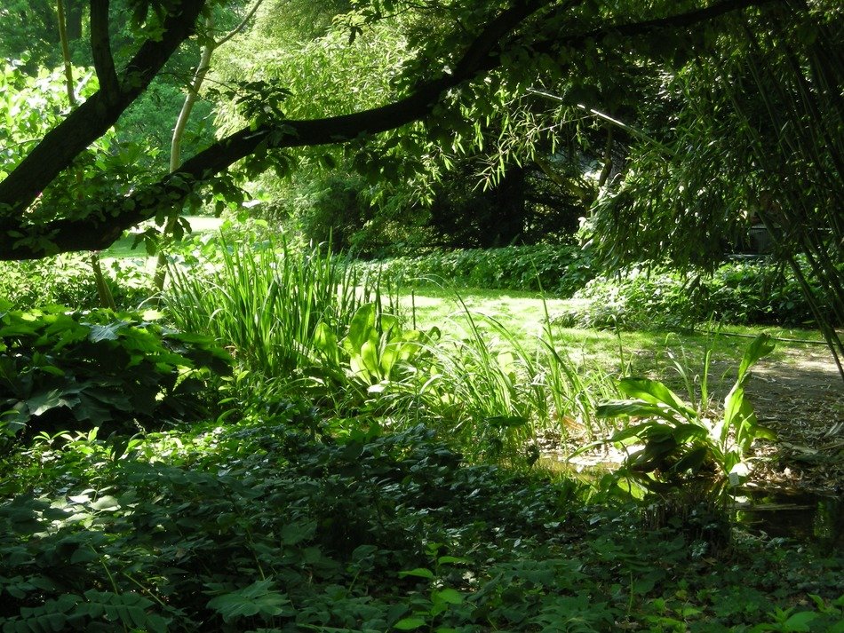 beautiful landscape in a summer forest
