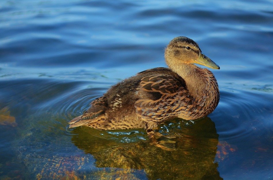 female duck stays on stone in clear water