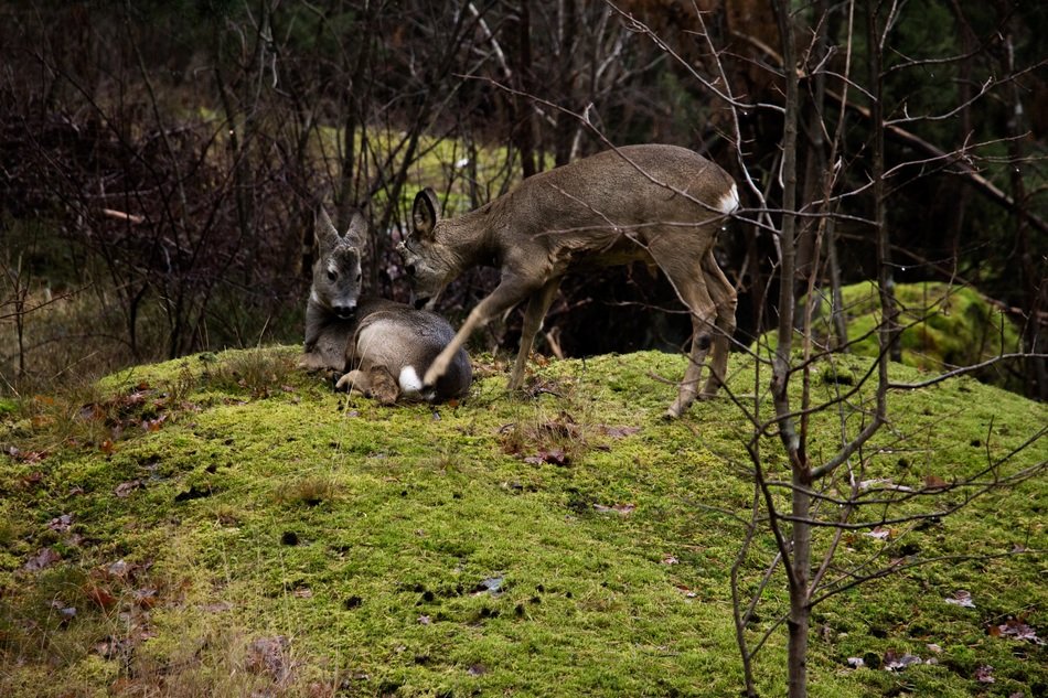 Picture of wild venison