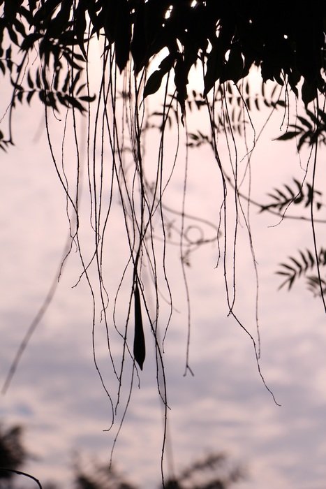 seeds on the stems are reflected in the pond