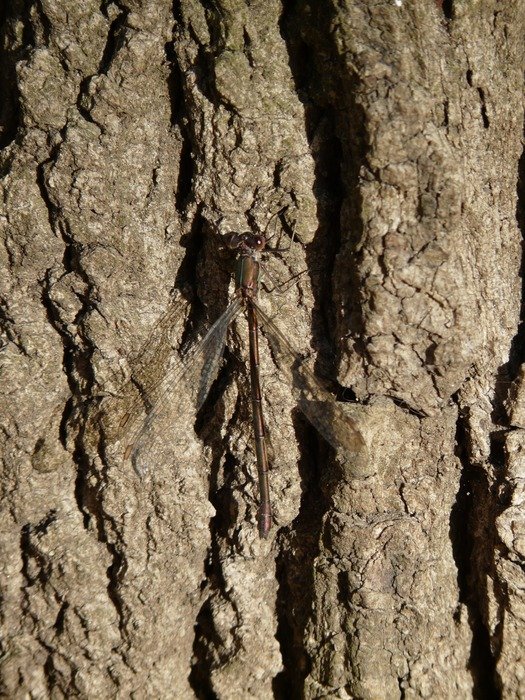 dragonfly masked nature