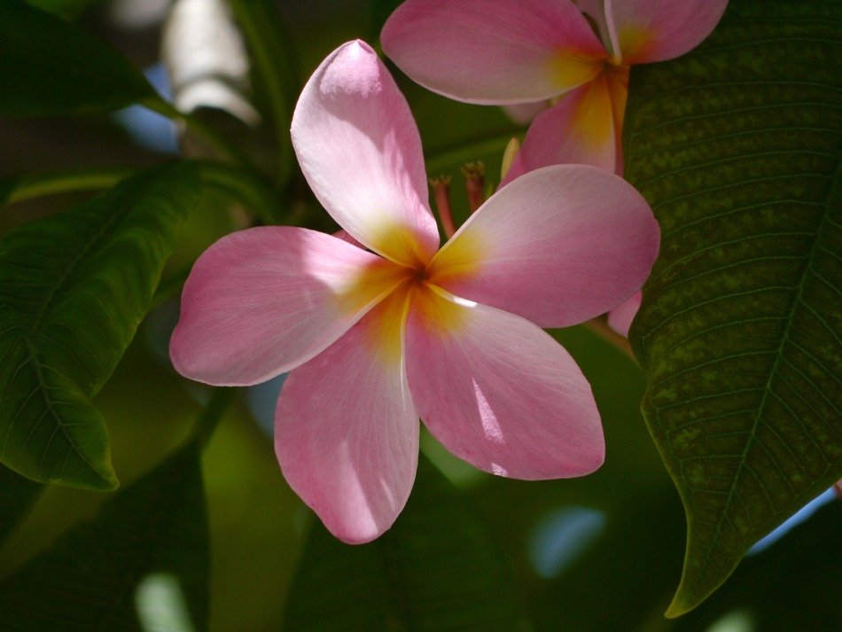 Beautiful flowers in Florida