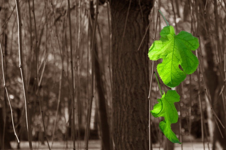 bright green leaves in monochrome image