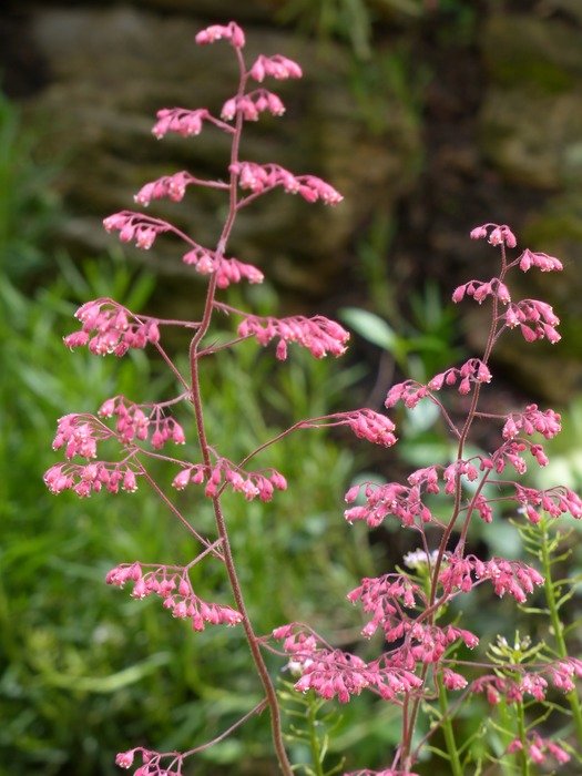 coral bell flower bloom in spring