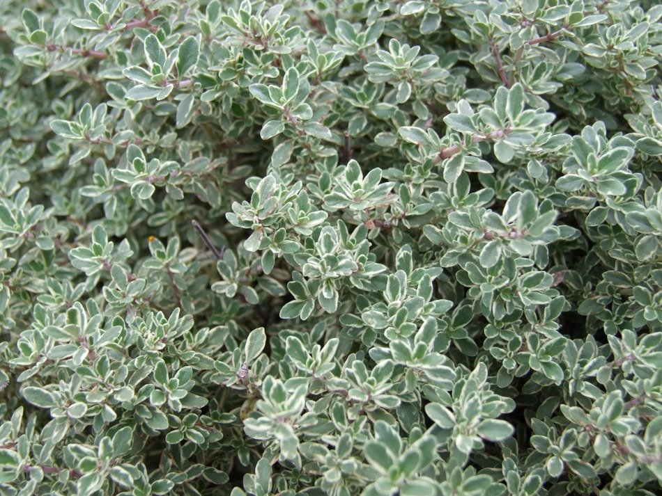 Close-up photo of flowering thyme