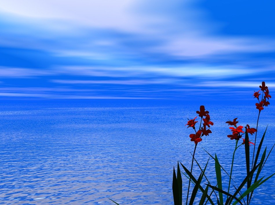 red flowers near the ocean