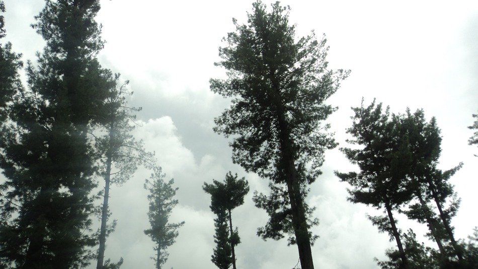 tress sky