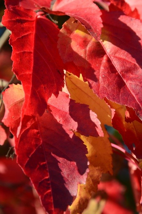 red leaves on a tree in the forest
