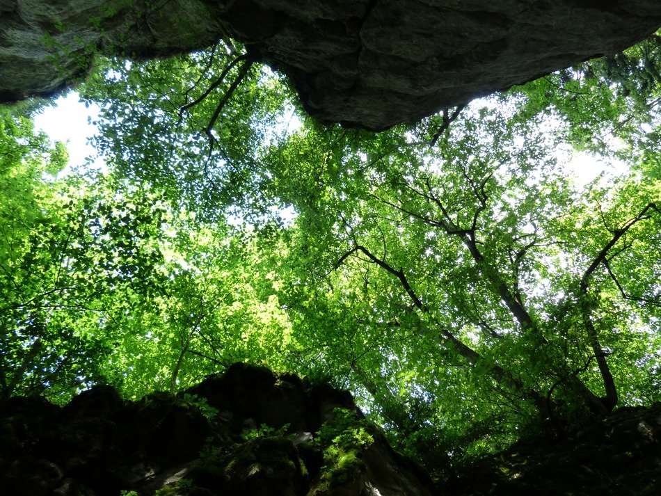view of green trees through the gorge