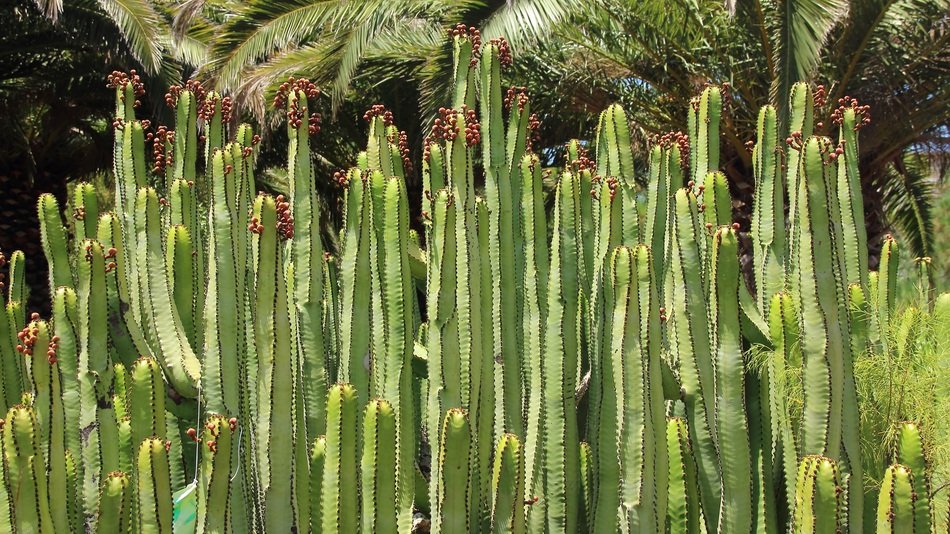 Picture of the canarian Cactuses