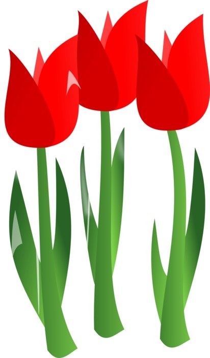 tulips flowers red plant floral