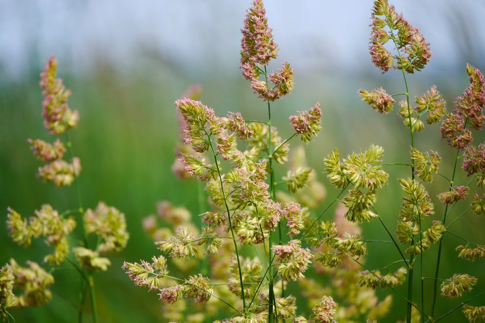 fluffy flowering grass in the meadow