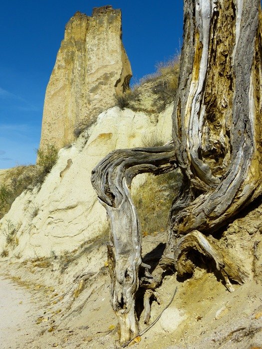 The root of the tree on the rocks
