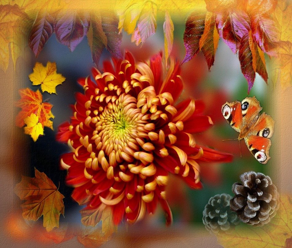 blossom chrysnathemum flower autumn art collage