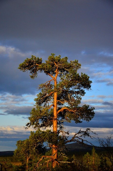 The nature of the high tree